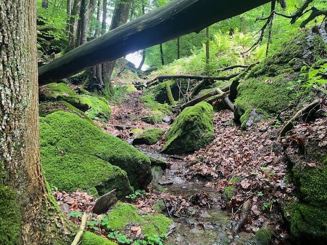 Strassenüberquerung Amphibien, Amphibienschutz