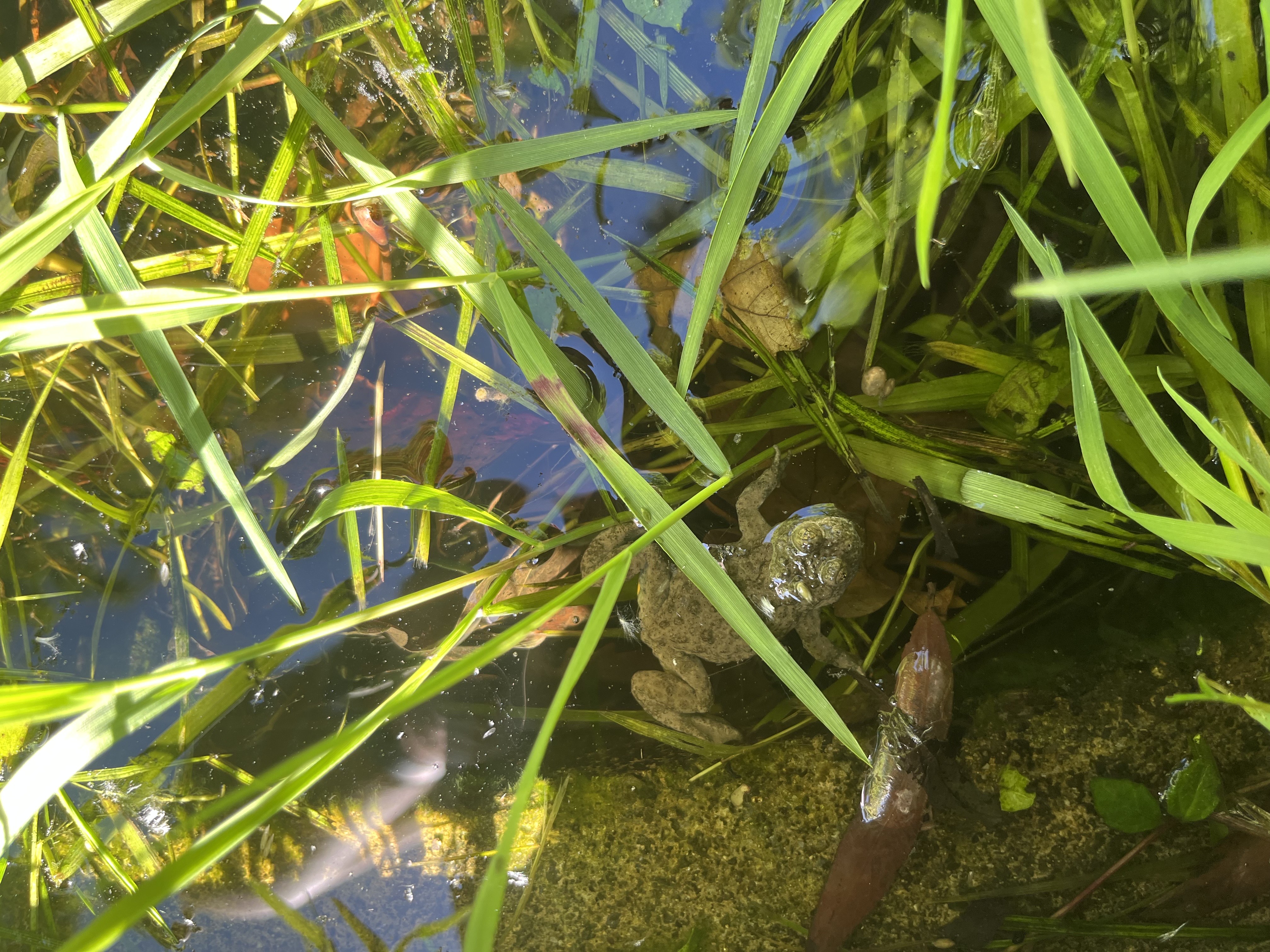 Gelbbauchunken Förderung